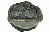 Long, Curled Morocops Trilobite - Morocco #323507-1